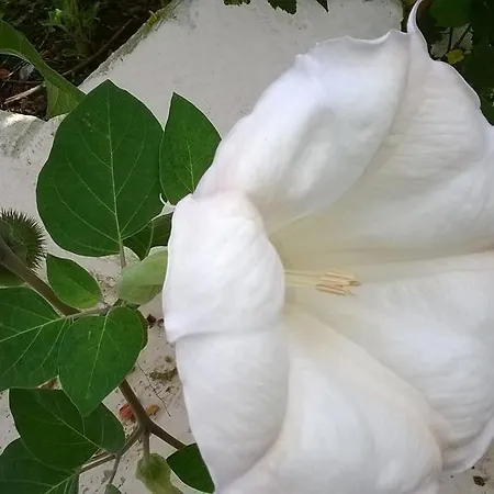 Holiday home Al Trulletto Ceglie Messapica